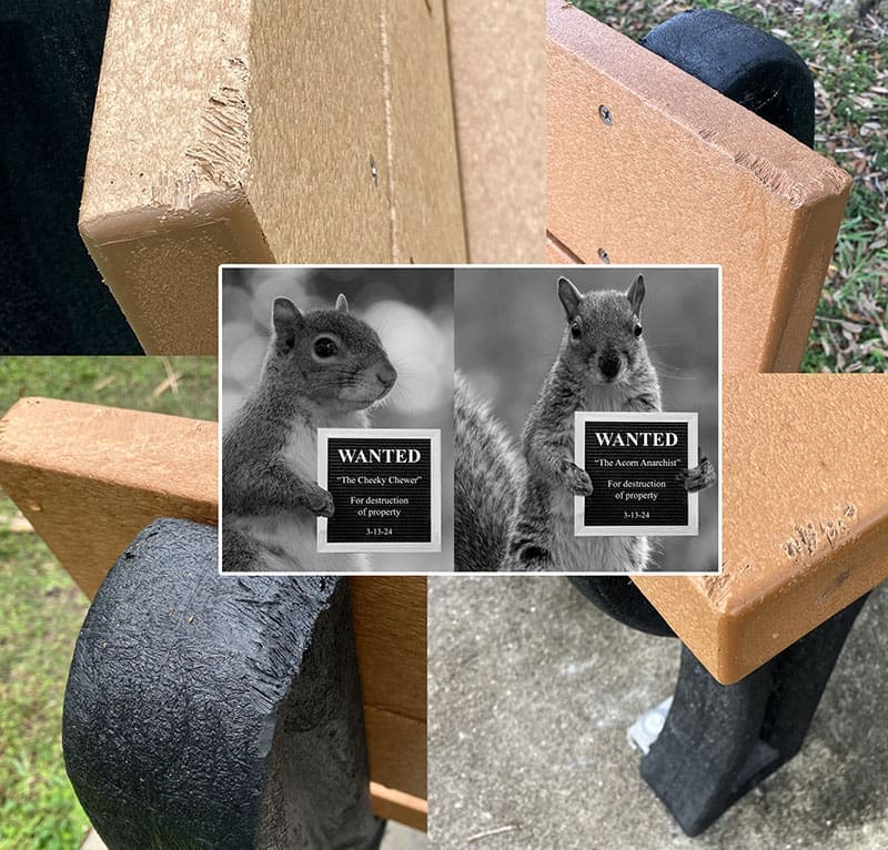 Squirrels chew and cause damage on a Polly recycled plastic bench. Inset of a 'Wanted' poster of the outlaw squirrel.