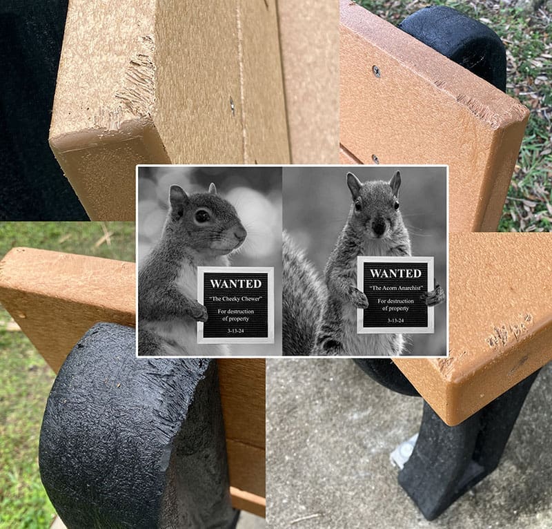 The Gnawing Truth: Why Squirrels Can’t Resist Your Recycled Plastic Bench (and How to Stop Them)