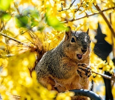 Squirrel with mouth open