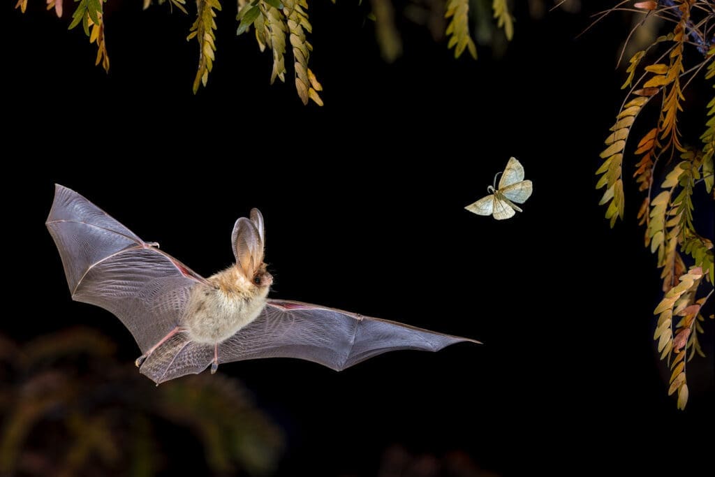 bat house